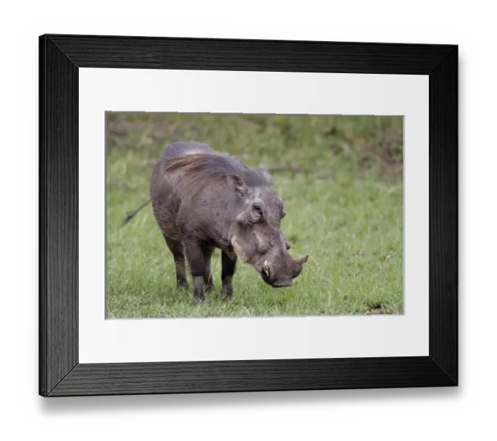 Framed Print : Warthog, Masai Mara, Kenya, Africa Framed Print : Warthog, Masai Mara, Kenya, Africa