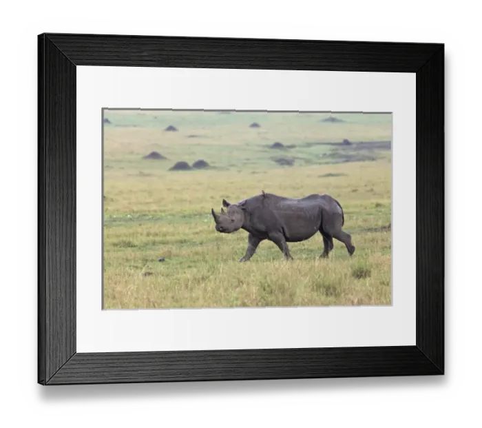 Framed Print : Black Rhino, Masai Mara, Kenya, Africa Framed Print : Black Rhino, Masai Mara, Kenya, Africa