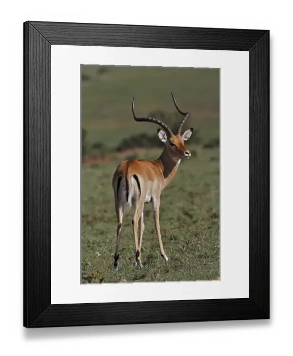 Framed Print : Male Impala, Masai Mara, Kenya, Africa Framed Print : Male Impala, Masai Mara, Kenya, Africa