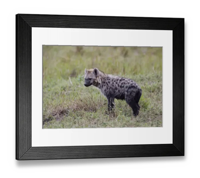 Framed Print : Spotted Hyena, Masai Mara, Kenya, Africa Framed Print : Spotted Hyena, Masai Mara, Kenya, Africa