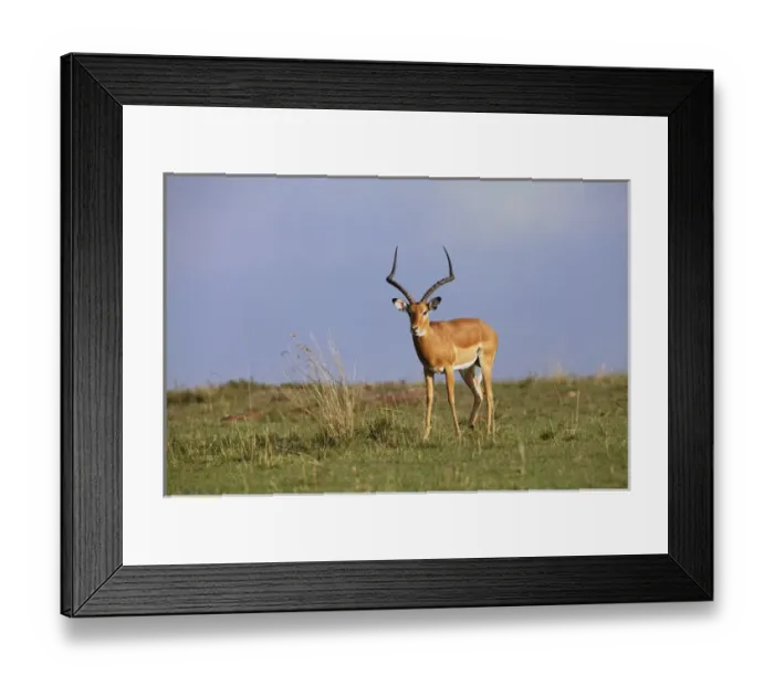 Framed Print : Male Impala, Masai Mara, Kenya, Africa Framed Print : Male Impala, Masai Mara, Kenya, Africa