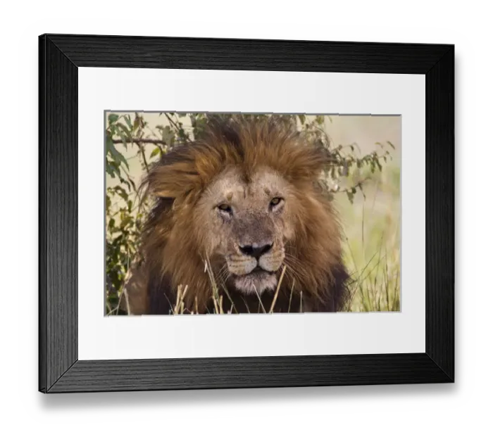 Framed Print : Old black maned male lion, Masai Mara, Kenya, Africa Framed Print : Old black maned male lion, Masai Mara, Kenya, Africa