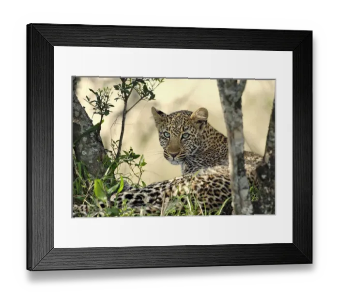 Framed Print : Leopard resting beneath tree, Masai Mara, Kenya, Africa Framed Print : Leopard resting beneath tree, Masai Mara, Kenya, Africa