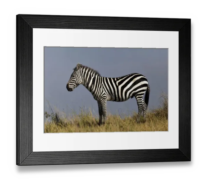Framed Print : Zebra in profile on ridge, Masai Mara, Kenya, Africa Framed Print : Zebra in profile on ridge, Masai Mara, Kenya, Africa