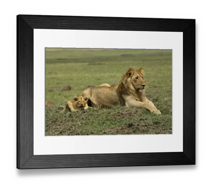 Framed Print : Lion cub with male lion, Masai Mara, Kenya, Africa Framed Print : Lion cub with male lion, Masai Mara, Kenya, Africa