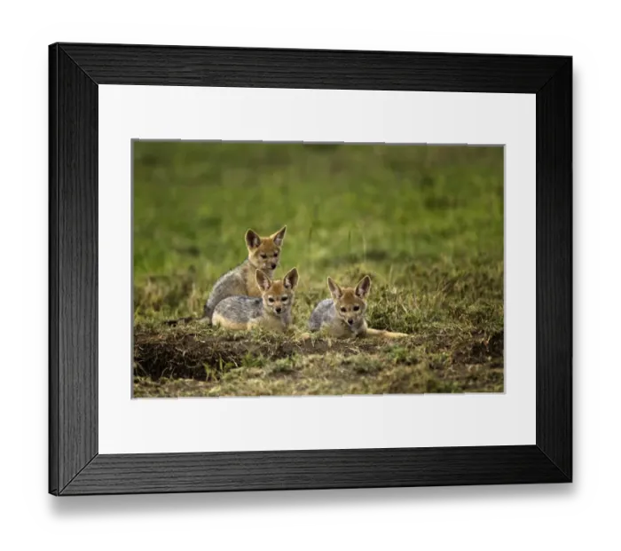 Framed Print : Juvenile Black-backed Jackal, Masai Mara, Kenya, Africa Framed Print : Juvenile Black-backed Jackal, Masai Mara, Kenya, Africa