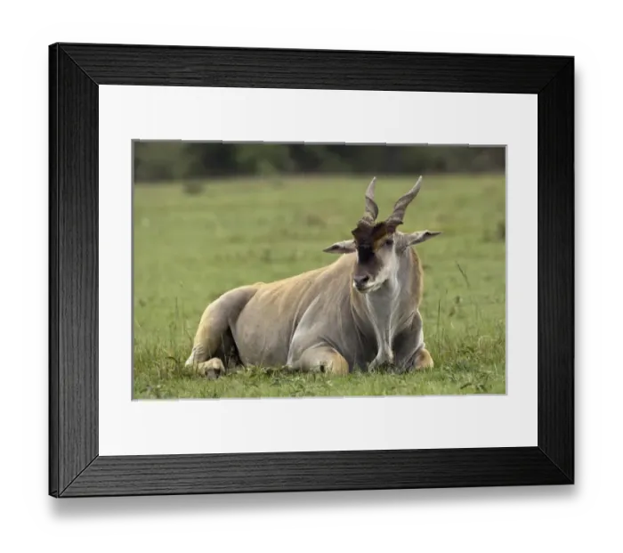 Framed Print : Eland, Taurotragus oryx, Kenyas largest antelope Framed Print : Eland, Taurotragus oryx, Kenyas largest antelope