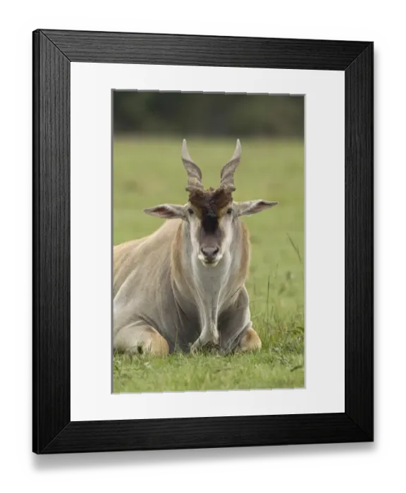 Framed Print : Eland, Taurotragus oryx, Kenyas largest antelope Framed Print : Eland, Taurotragus oryx, Kenyas largest antelope