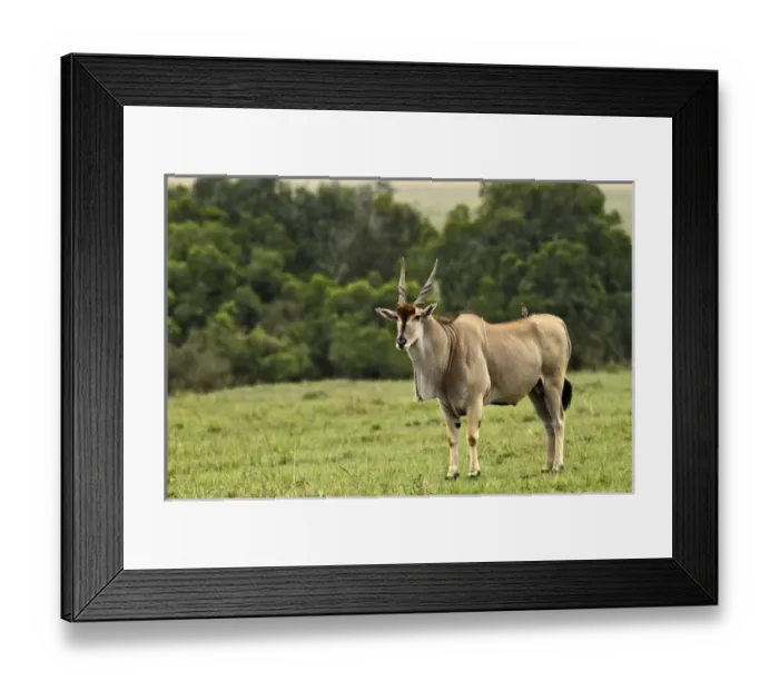 Framed Print : Eland, Taurotragus oryx, Kenyas largest antelope Framed Print : Eland, Taurotragus oryx, Kenyas largest antelope