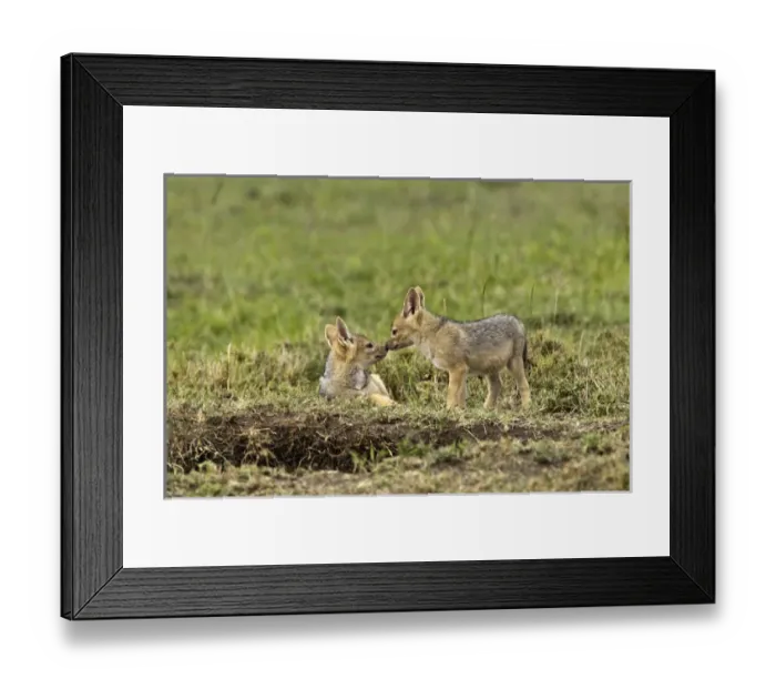 Framed Print : Juvenile Black-backed Jackal, Masai Mara, Kenya, Africa Framed Print : Juvenile Black-backed Jackal, Masai Mara, Kenya, Africa