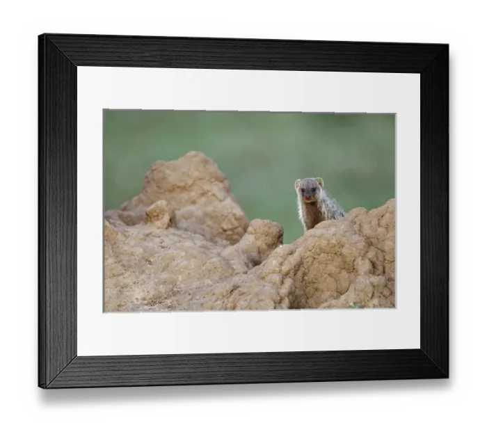 Framed Print : Banded Mongoose on termite mound, Masai Mara, Kenya, Africa Framed Print : Banded Mongoose on termite mound, Masai Mara, Kenya, Africa