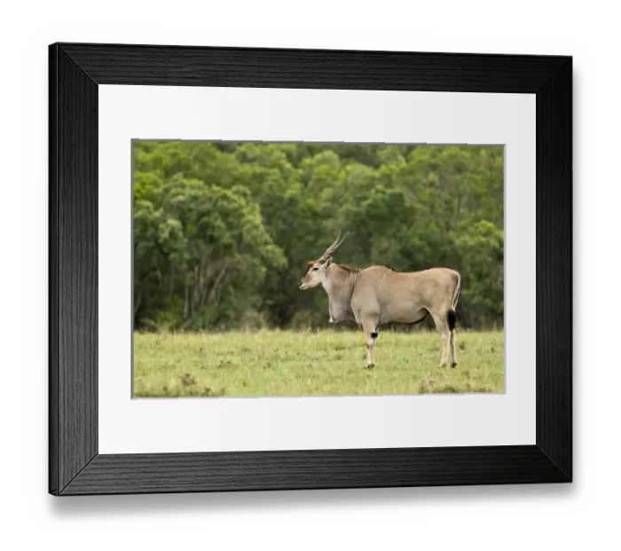 Framed Print : Eland, Taurotragus oryx, Kenyas largest antelope Framed Print : Eland, Taurotragus oryx, Kenyas largest antelope