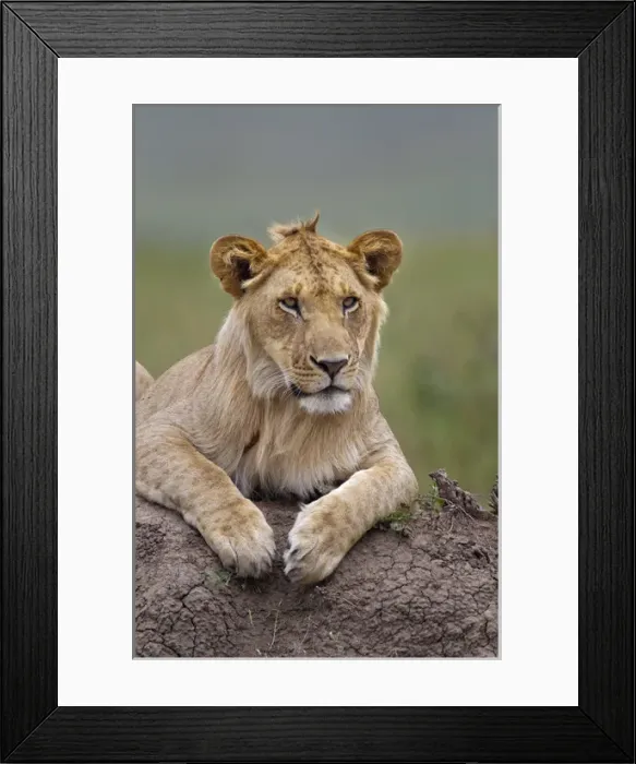 Framed Print : Young male lion on termite mound, Masai Mara, Kenya, Africa Framed Print : Young male lion on termite mound, Masai Mara, Kenya, Africa