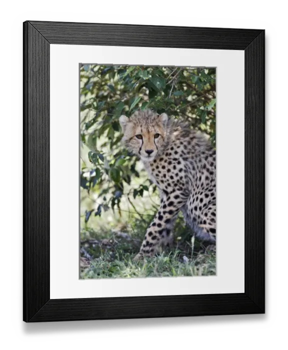 Framed Print : Young cheetah resting beneath bush, Masai Mara, Kenya, Africa