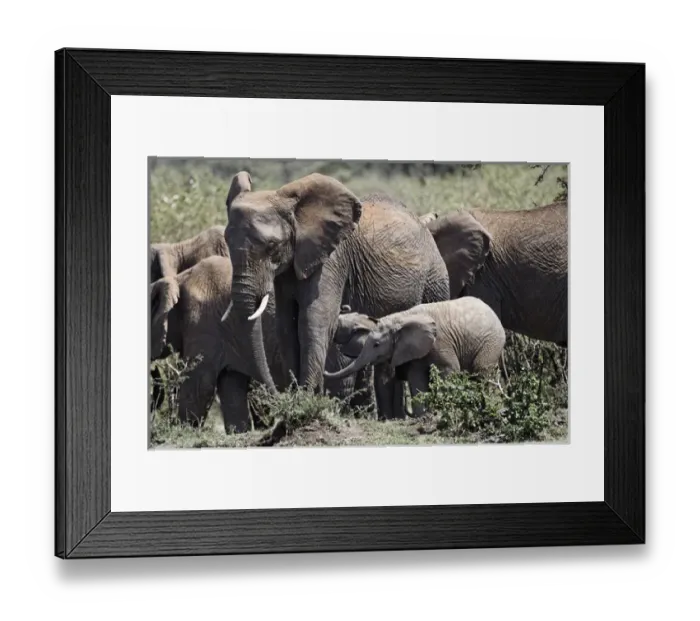 Framed Print : African Elephant herd with babies, Masai Mara, Kenya, Africa Framed Print : African Elephant herd with babies, Masai Mara, Kenya, Africa