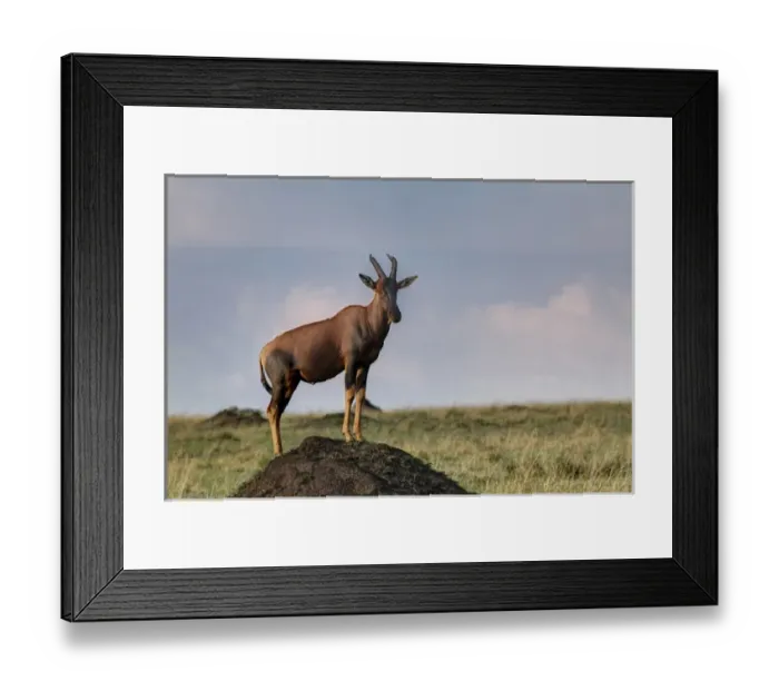 Framed Print : Topi standing guard on termite mound, Masai Mara, Kenya, Africa Framed Print : Topi standing guard on termite mound, Masai Mara, Kenya, Africa