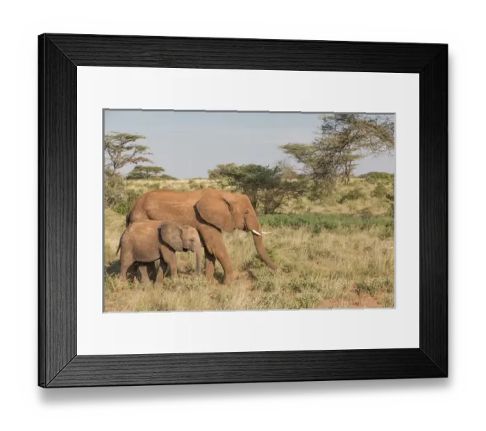 Framed Print : Africa, Kenya, Samburu National Reserve. Elephants in Savannah. (Loxodonta africana) Framed Print : Africa, Kenya, Samburu National Reserve. Elephants in Savannah. (Loxodonta africana)