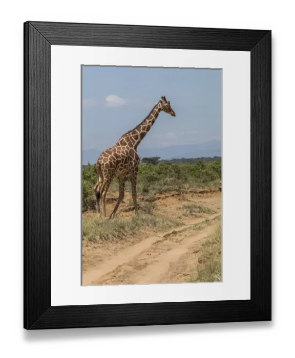 Framed Print : Africa, Kenya, Samburu National Park, Reticulated Giraffe (giraffa Camelopardalis Reticulata) Framed Print : Africa, Kenya, Samburu National Park, Reticulated Giraffe (giraffa Camelopardalis Reticulata)