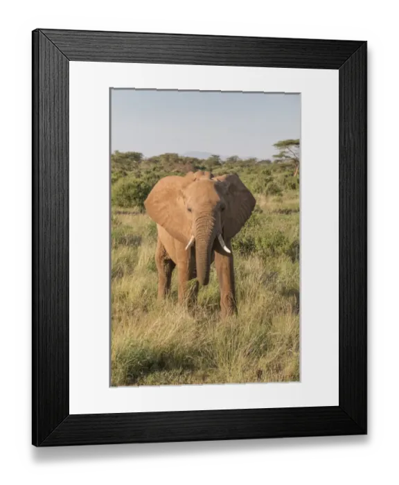 Framed Print : Africa, Kenya, Samburu National Reserve. Elephants in Savannah. (Loxodonta africana)