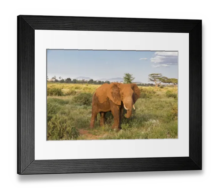 Framed Print : Africa, Kenya, Samburu National Reserve. Elephants in Savannah. (Loxodonta africana) Framed Print : Africa, Kenya, Samburu National Reserve. Elephants in Savannah. (Loxodonta africana)