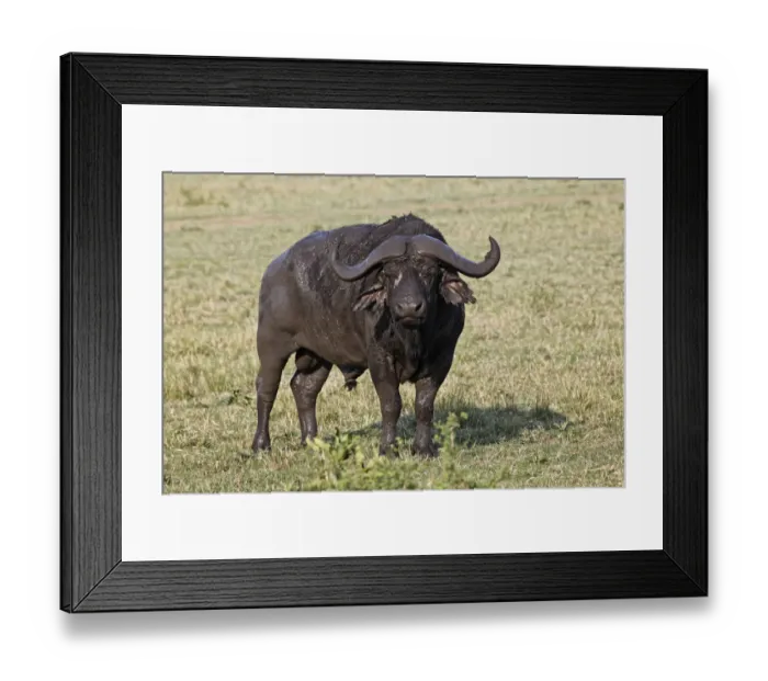 Framed Print : African buffalo covered in fresh mud, Masai Mara, Kenya, Africa