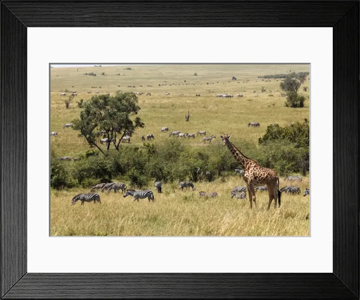 Framed Print : Masai Giraffe and Burchells Zebras, Masai Mara, Kenya, Africa Framed Print : Masai Giraffe and Burchells Zebras, Masai Mara, Kenya, Africa