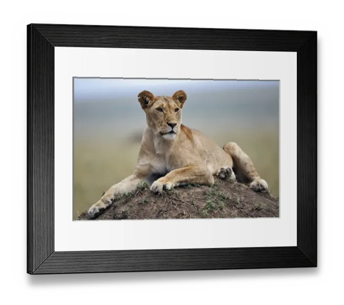 Framed Print : Female lion resting on termite mound, Masai Mara, Kenya, Africa