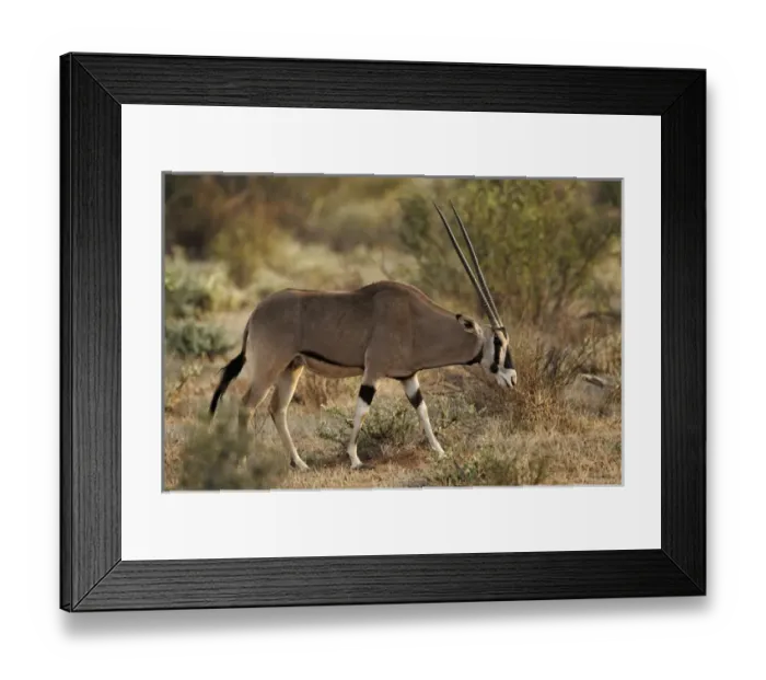 Framed Print : Beisa Oryx, Samburu National Game Reserve, Kenya; Africa
