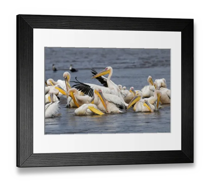 Framed Print : White Pelican, Lake Nakuru National Park, Kenya, Africa Framed Print : White Pelican, Lake Nakuru National Park, Kenya, Africa