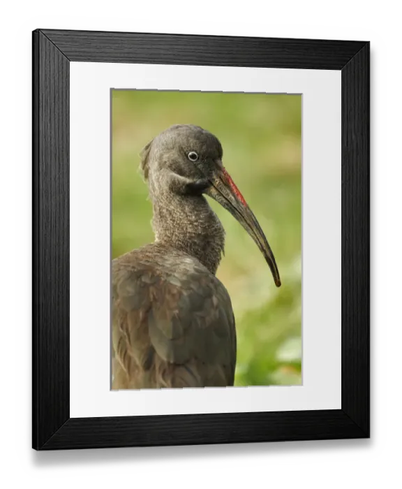Framed Print : Hadada Ibis, Samburu National Game Reserve, Kenya, Africa Framed Print : Hadada Ibis, Samburu National Game Reserve, Kenya, Africa