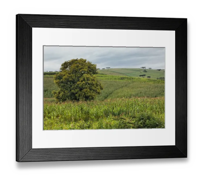 Framed Print : Agriculture (Corn) growing in lush fields, Kenya, Africa Framed Print : Agriculture (Corn) growing in lush fields, Kenya, Africa