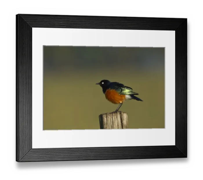 Framed Print : Superb Starling, Lake Nakuru National Park, Kenya, Africa