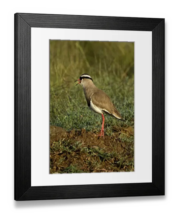 Framed Print : Crowned Plover, Lake Nakuru National Park, Kenya, Africa Framed Print : Crowned Plover, Lake Nakuru National Park, Kenya, Africa