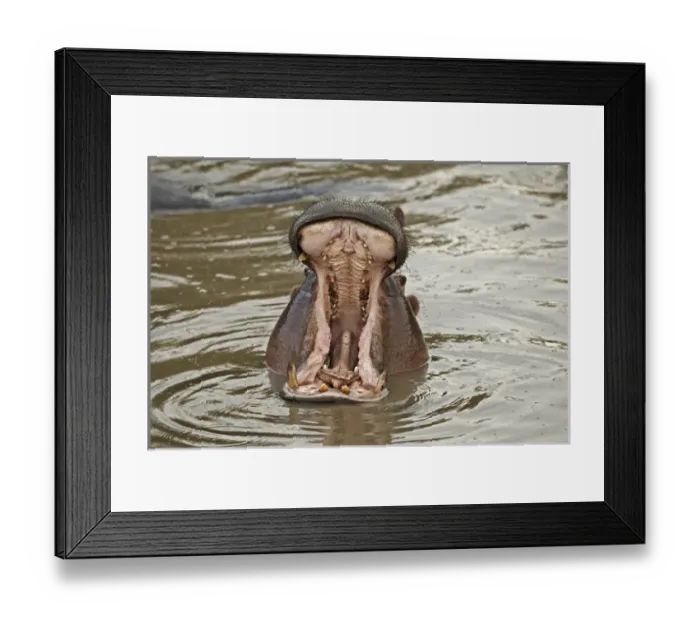Framed Print : Hippopotamus threat display, Mara River, Masai Mara, Kenya, Africa