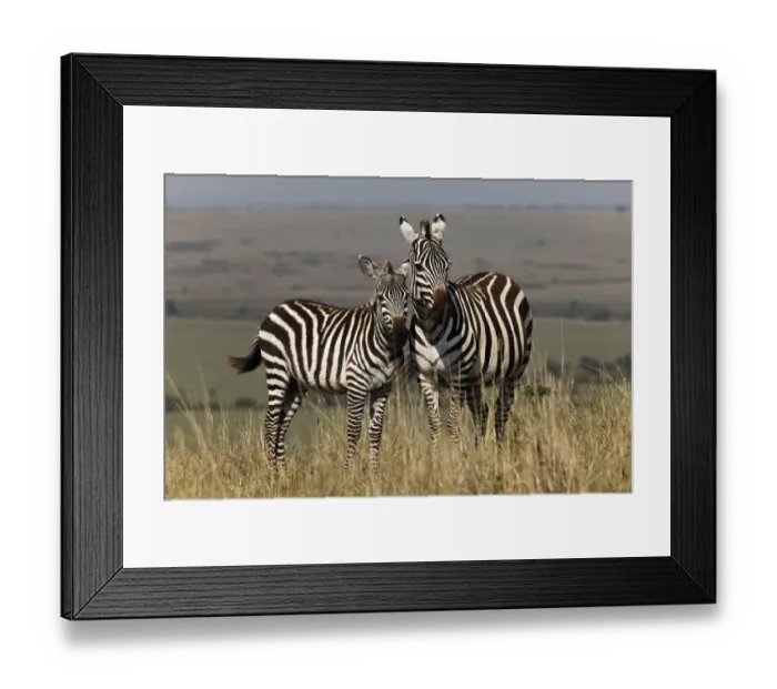 Framed Print : Young Burchells Zebra with adult female, Masai Mara, Kenya, Africa Framed Print : Young Burchells Zebra with adult female, Masai Mara, Kenya, Africa