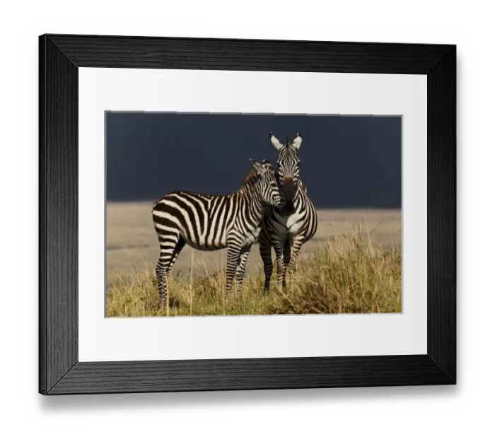 Framed Print : Young Burchells Zebra with adult female, Masai Mara, Kenya, Africa