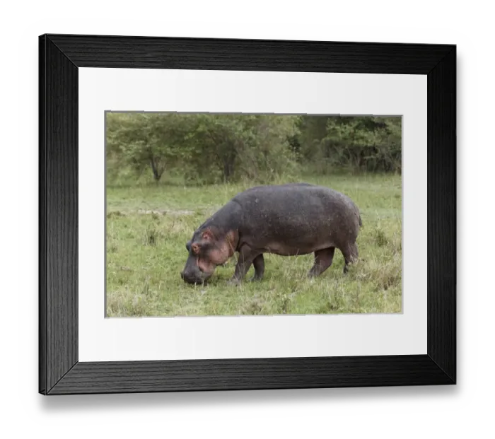 Framed Print : Hippopotamus grazing away from riverside, Masai Mara, Kenya, Africa Framed Print : Hippopotamus grazing away from riverside, Masai Mara, Kenya, Africa