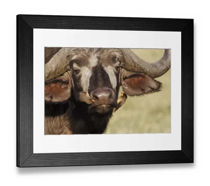 Framed Print : Yellow-billed Oxpecker on African buffalo, Masai Mara, Kenya, Africa Framed Print : Yellow-billed Oxpecker on African buffalo, Masai Mara, Kenya, Africa