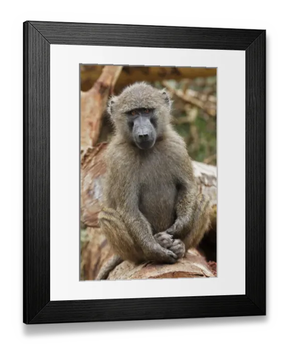 Framed Print : Young Olive Baboon, Lake Nakuru National Park, Kenya, Africa Framed Print : Young Olive Baboon, Lake Nakuru National Park, Kenya, Africa