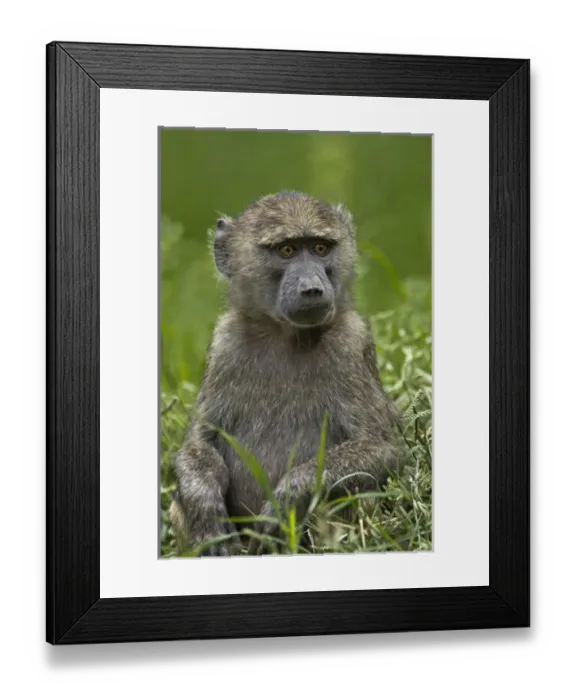 Framed Print : Young Olive Baboon, Lake Nakuru National Park, Kenya, Africa Framed Print : Young Olive Baboon, Lake Nakuru National Park, Kenya, Africa