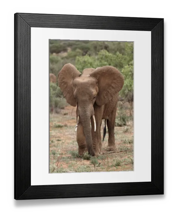 Framed Print : African Elephant, Samburu National Game Reserve, Kenya; Africa