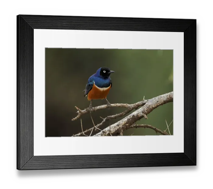 Framed Print : Superb Starling, Samburu National Game Reserve, Kenya, Africa
