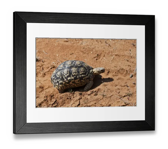 Framed Print : Leopard Tortise, Samburu National Game Reserve, Kenya, Africa Framed Print : Leopard Tortise, Samburu National Game Reserve, Kenya, Africa