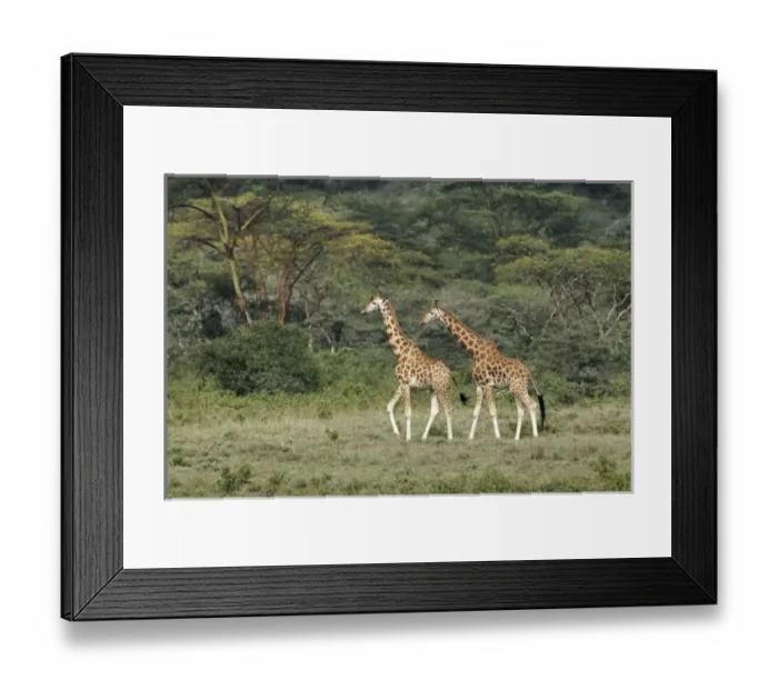 Framed Print : Rothchilds Giraffe, Lake Nakuru National Park, Kenya, Africa Framed Print : Rothchilds Giraffe, Lake Nakuru National Park, Kenya, Africa