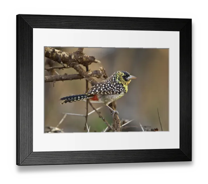 Framed Print : D Arnauds Barbet, Samburu National Game Reserve, Kenya, Africa Framed Print : D Arnauds Barbet, Samburu National Game Reserve, Kenya, Africa