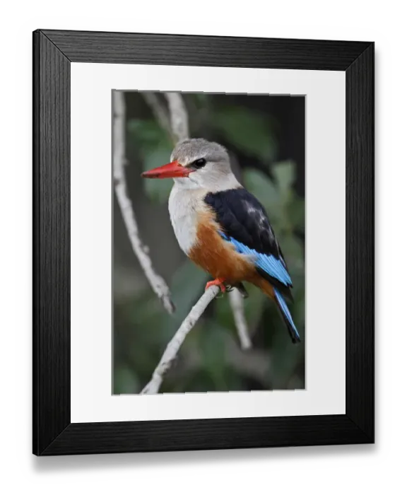 Framed Print : Grey-headed Kingfisher, Halcyon leucocephala, Masai Mara, Kenya, Africa Framed Print : Grey-headed Kingfisher, Halcyon leucocephala, Masai Mara, Kenya, Africa