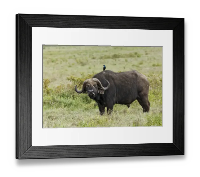 Framed Print : Buffalo and starling, Lake Nakuru National Park, Kenya, Africa Framed Print : Buffalo and starling, Lake Nakuru National Park, Kenya, Africa