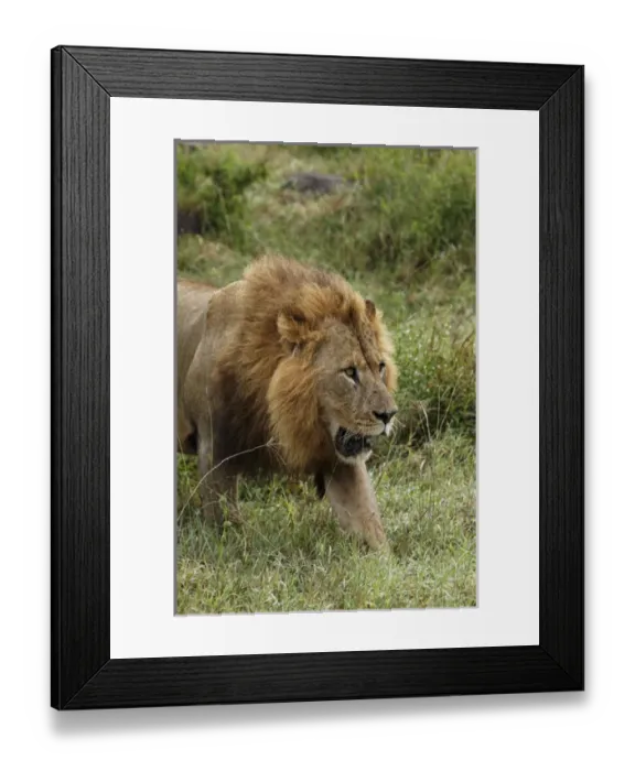 Framed Print : Large adult male lion, Lake Nakuru National Park, Kenya, Africa Framed Print : Large adult male lion, Lake Nakuru National Park, Kenya, Africa