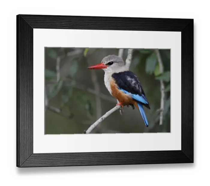 Framed Print : Grey-headed Kingfisher, Halcyon leucocephala, Masai Mara, Kenya, Africa