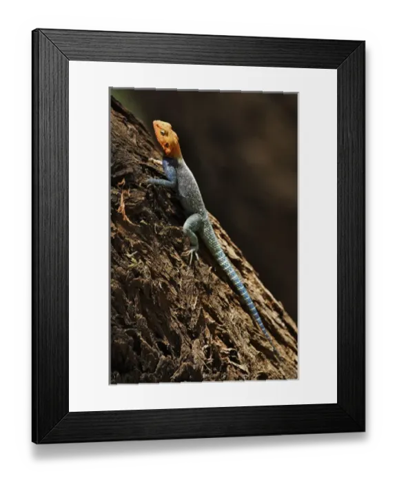Framed Print : Male Agama Lizard, Samburu National Game Reserve, Kenya; Africa Framed Print : Male Agama Lizard, Samburu National Game Reserve, Kenya; Africa